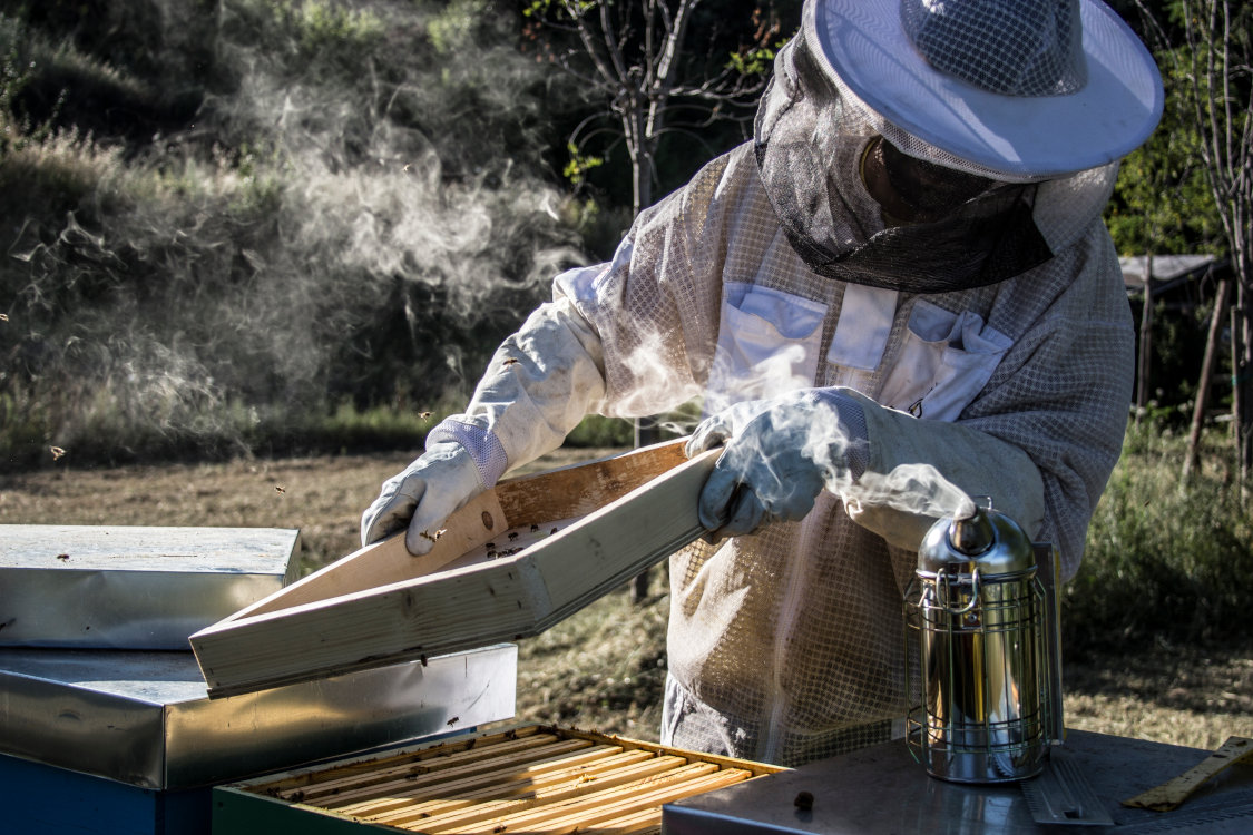 Andrea Montecchia mentre apre arnia delle api a Teramo in Abruzzo