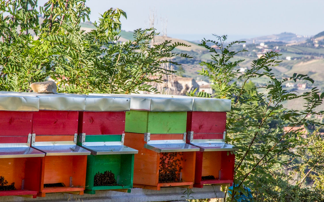 arnie api di legno colorate in aperta campagna nelle colline di Teramo in Abruzzo produzione di miele bio Bottega Montecchia